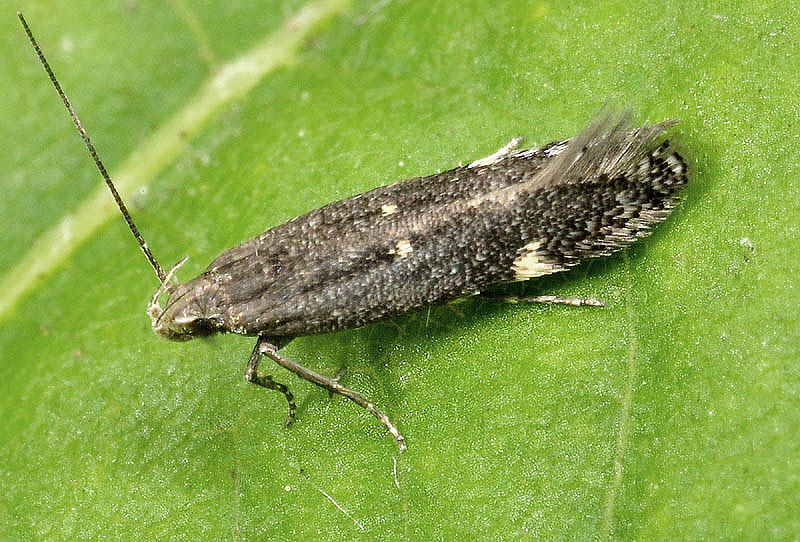 Gelechiidae - Aproaerema anthyllidella